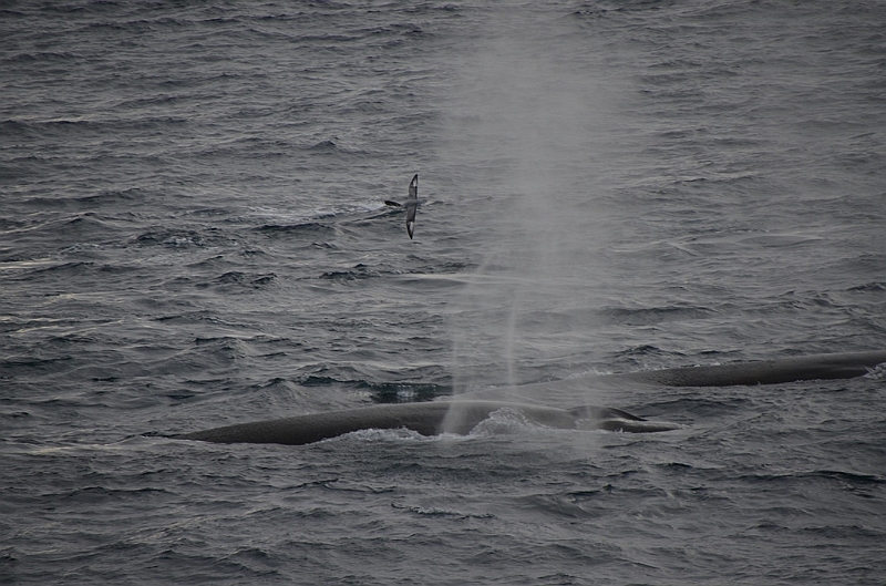 009_Antarctica_Peninsula_Fin_Whale.JPG
