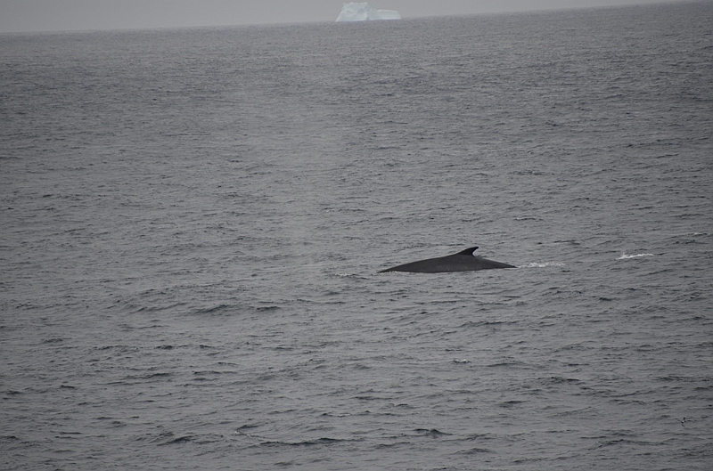 018_Antarctica_Peninsula_Fin_Whale.JPG