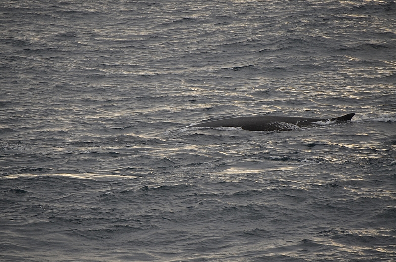 019_Antarctica_Peninsula_Fin_Whale.JPG