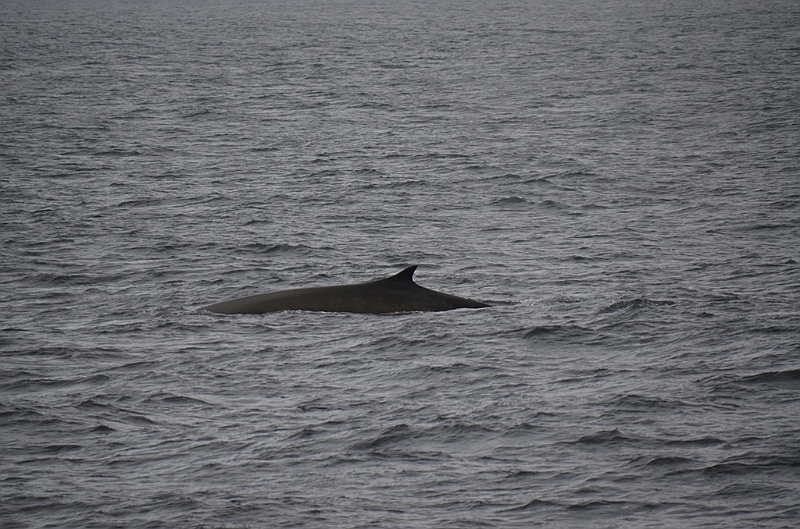 021_Antarctica_Peninsula_Fin_Whale.JPG