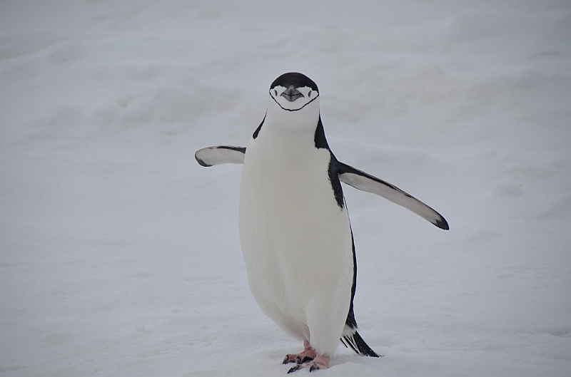 202_Antarctica_Peninsula_Robert_Island_Zuegelpinguin.JPG