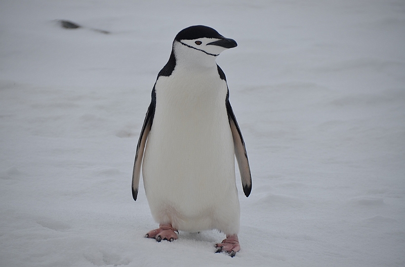 204_Antarctica_Peninsula_Robert_Island_Zuegelpinguin.JPG