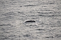 108_Antarctica_Peninsula_Gerlache_Strait_Humpback_Whale