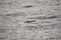 109_Antarctica_Peninsula_Gerlache_Strait_Humpback_Whale
