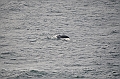 116_Antarctica_Peninsula_Gerlache_Strait_Humpback_Whale