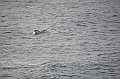117_Antarctica_Peninsula_Gerlache_Strait_Humpback_Whale
