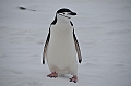 204_Antarctica_Peninsula_Robert_Island_Zuegelpinguin