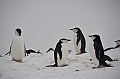 219_Antarctica_Peninsula_Robert_Island_Zuegelpinguin