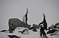 220_Antarctica_Peninsula_Robert_Island_Zuegelpinguin