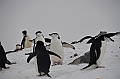 221_Antarctica_Peninsula_Robert_Island_Zuegelpinguin