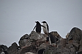 234_Antarctica_Peninsula_Robert_Island_Eselspinguin