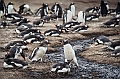 067_Best_of_Antarctica_Ponant
