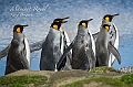 085_Best_of_Antarctica_Ponant