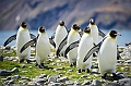 090_Best_of_Antarctica_Ponant