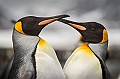 096_Best_of_Antarctica_Ponant