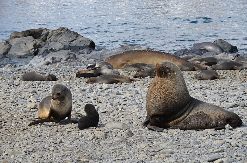 052_Antarctica_South_Georgia_Fortuna_Bay.JPG