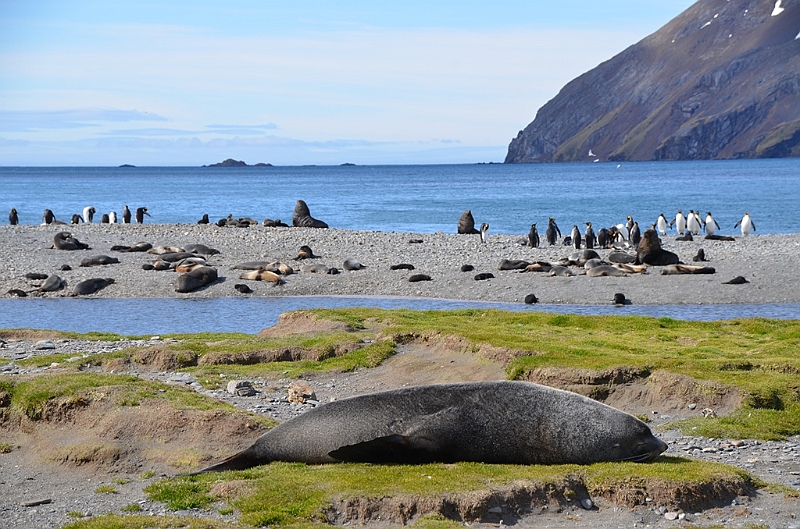 103_Antarctica_South_Georgia_Fortuna_Bay.JPG