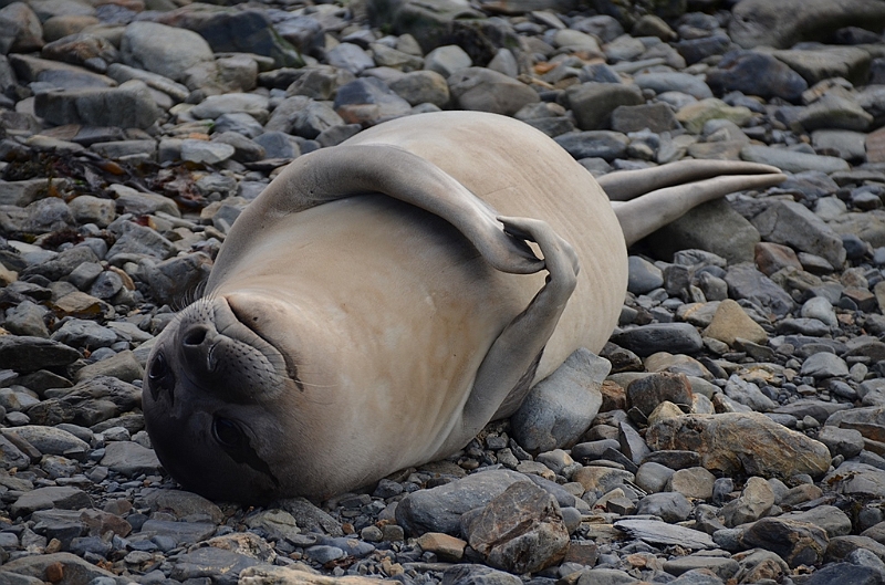 127_Antarctica_South_Georgia_Grytviken_Fur_Seals.JPG