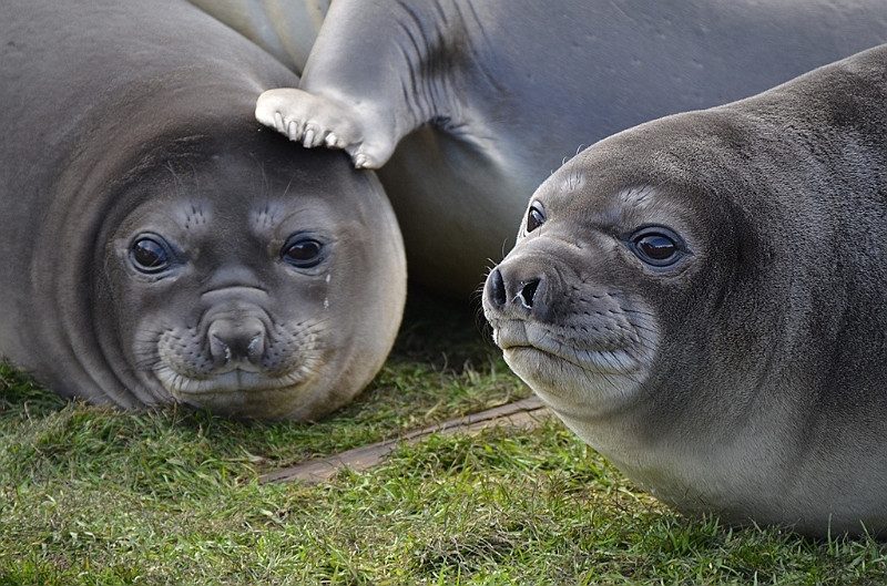 134_Antarctica_South_Georgia_Grytviken_Fur_Seals.JPG