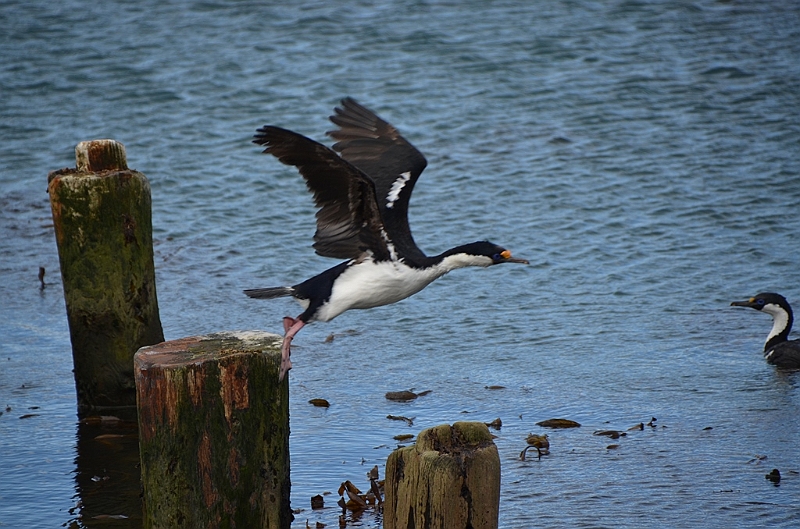 158_Antarctica_South_Georgia_Grytviken_Blauaugenkormoran.JPG