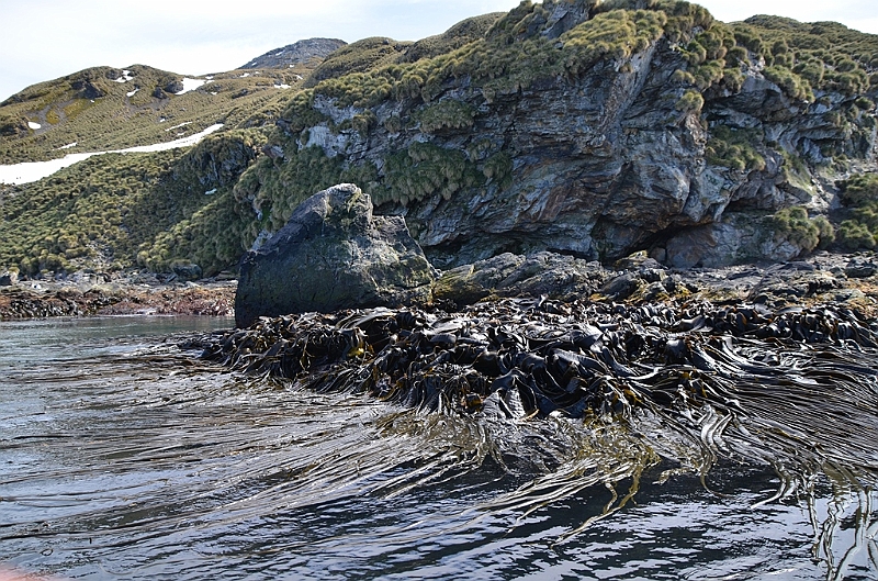 277_Antarctica_South_Georgia_Cooper_Bay.JPG