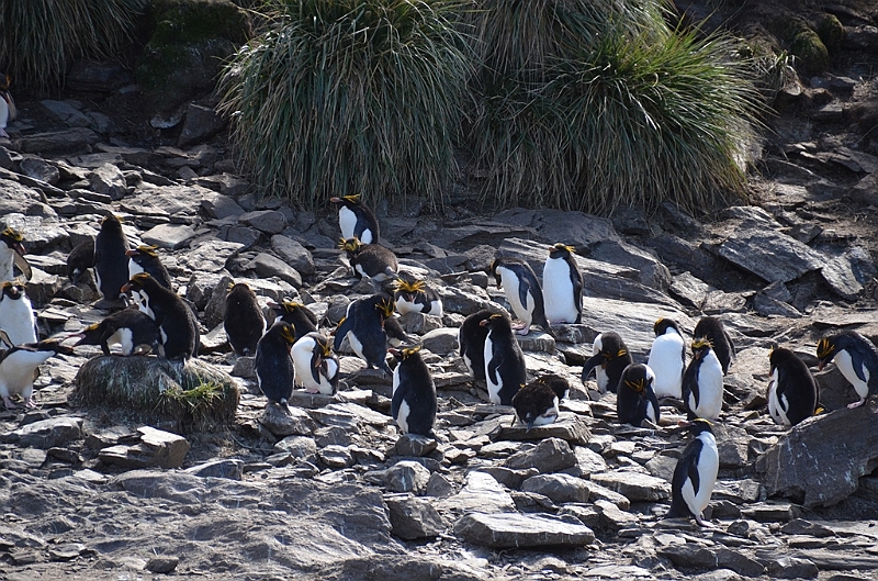 278_Antarctica_South_Georgia_Cooper_Bay_Macaroni_Penguin.JPG