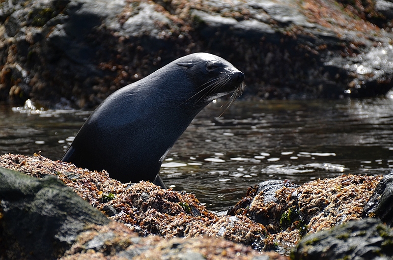 281_Antarctica_South_Georgia_Cooper_Bay_Fur_Seal.JPG