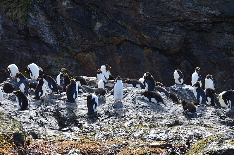 283_Antarctica_South_Georgia_Cooper_Bay_Macaroni_Penguin.JPG