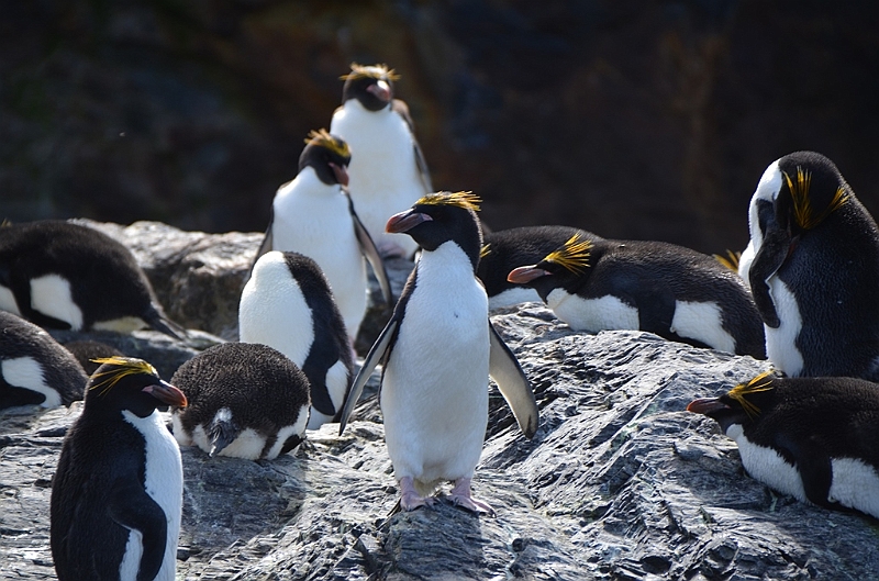 284_Antarctica_South_Georgia_Cooper_Bay_Macaroni_Penguin.JPG