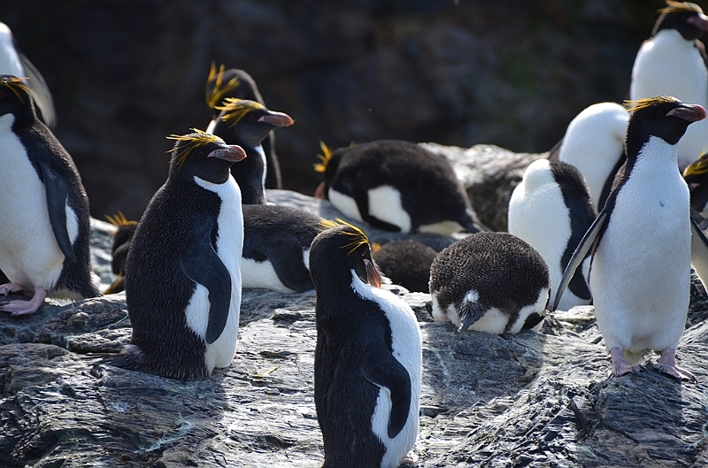 285_Antarctica_South_Georgia_Cooper_Bay_Macaroni_Penguin.JPG