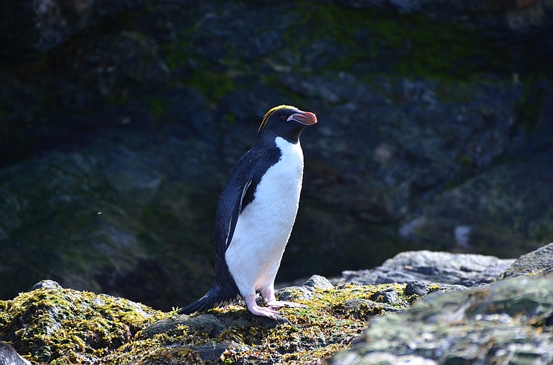 289_Antarctica_South_Georgia_Cooper_Bay_Macaroni_Penguin.JPG