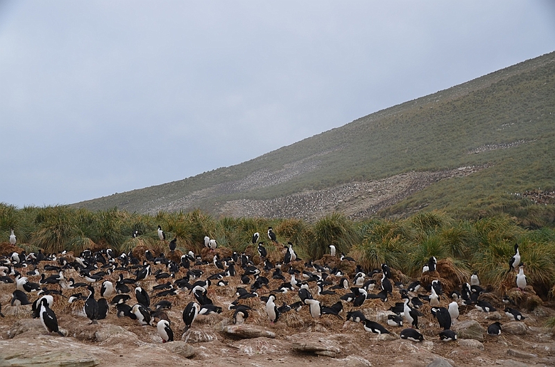 054_Falkland_Islands_New_Island.JPG
