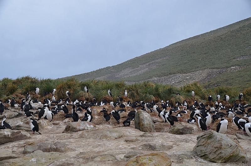059_Falkland_Islands_New_Island.JPG