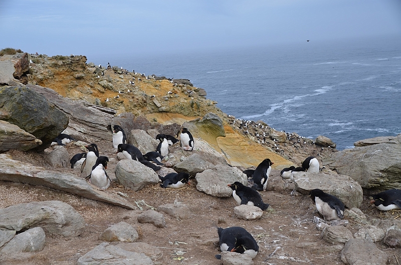 067_Falkland_Islands_New_Island.JPG