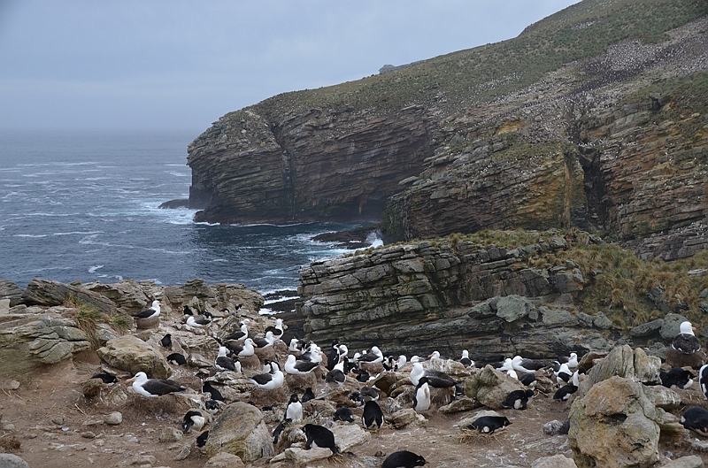 074_Falkland_Islands_New_Island.JPG