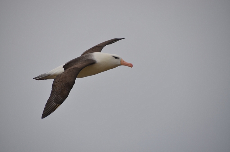 086_Falkland_Islands_New_Island_Albatros.JPG
