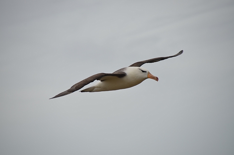 088_Falkland_Islands_New_Island_Albatros.JPG