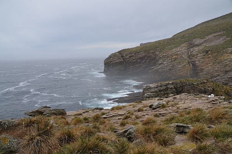 090_Falkland_Islands_New_Island.JPG