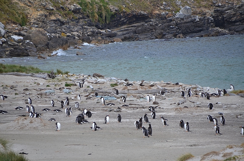 108_Falkland_Islands_Grave_Cove_Eselspinguin.JPG