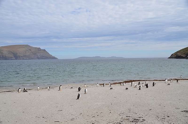 110_Falkland_Islands_Grave_Cove_Eselspinguin.JPG