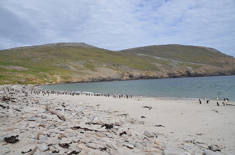 114_Falkland_Islands_Grave_Cove.JPG