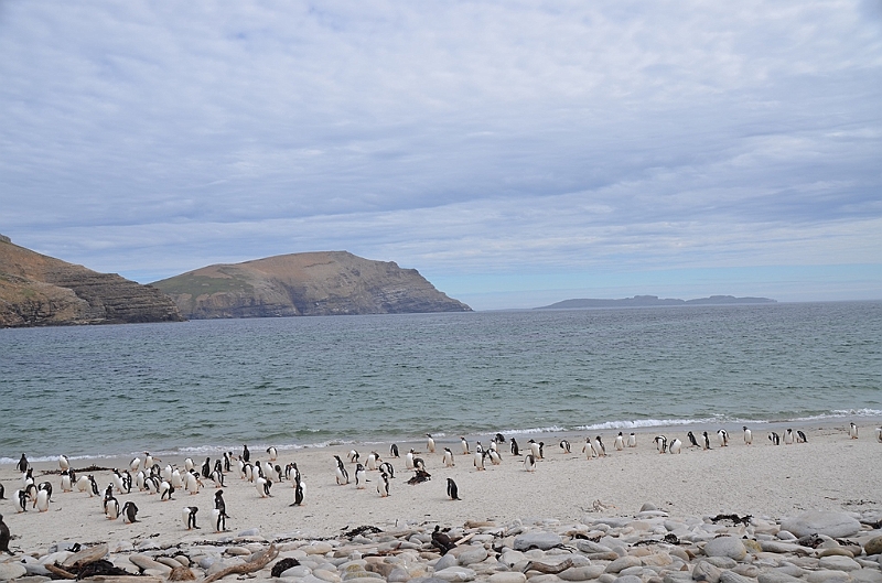 118_Falkland_Islands_Grave_Cove_Eselspinguin.JPG
