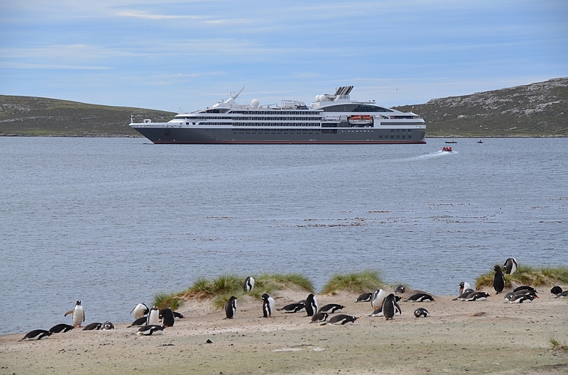 137_Falkland_Islands_Grave_Cove_L_Austral.JPG