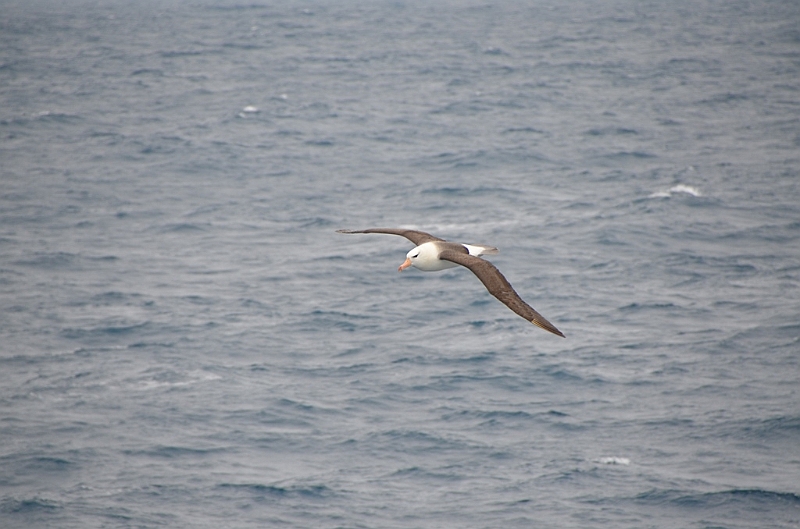 176_Falkland_Islands_Albatros.JPG