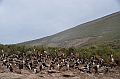 054_Falkland_Islands_New_Island
