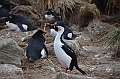 055_Falkland_Islands_New_Island_Blauaugenkormoran