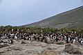 059_Falkland_Islands_New_Island