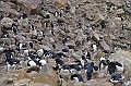 061_Falkland_Islands_New_Island