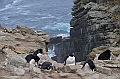 065_Falkland_Islands_New_Island