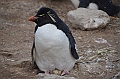 069_Falkland_Islands_New_Island_Felsenpinguin
